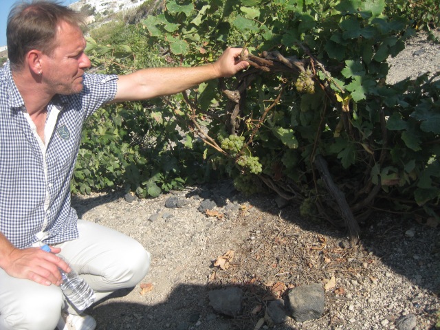 Our guide shows us the grapevines in Santorini, which grow in a wreath shape close to the ground. It protects the grapes and allows the vines to absorb the dew.